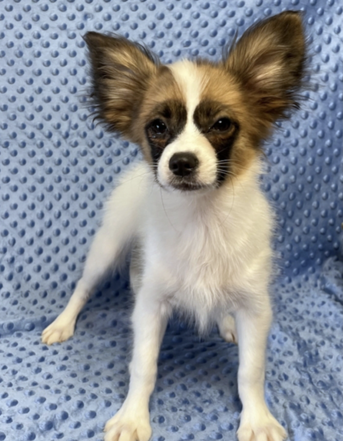 comprar cachorros sanos, baratos y asequibles para la venta